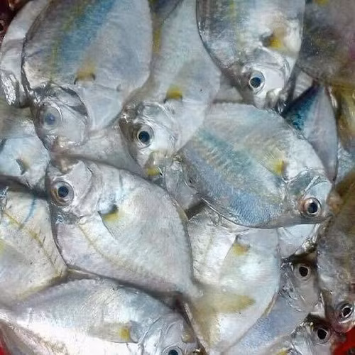 Đặc biệt, thịt cá liệt còn rất lành, giàu đạm, vitamin và khoáng chất. (Ảnh Globalgreenfoods)