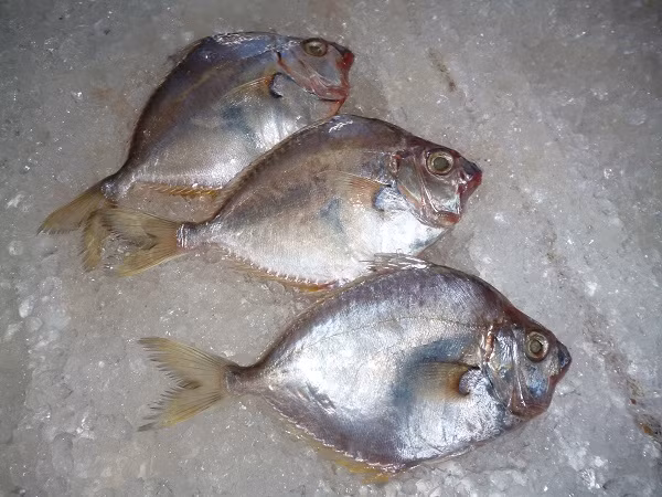 Cá liệt có nhiều loại như cá liệt chỉ, cá liệt lệ, cá liệt búa, cá liệt bầu, cá liệt ngang... Ở vịnh Bắc Bộ Việt Nam có 17 loài cá liệt khác nhau, trong đó có 2 loài có giá trị kinh tế. (Nguồn Hieuhaisan)