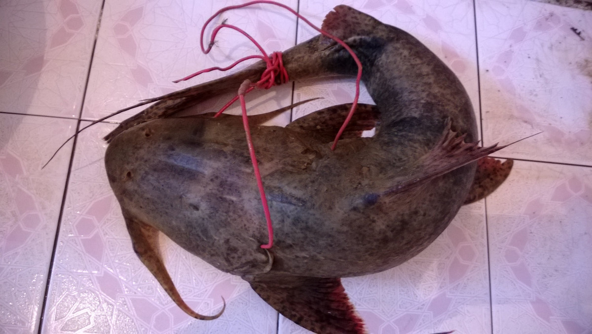 Mặc dù cá chiên có ở nhiều nơi nhưng cá chiên sông Đà vẫn có hương vị đứng đầu bảng. (Ảnh Ytimg)