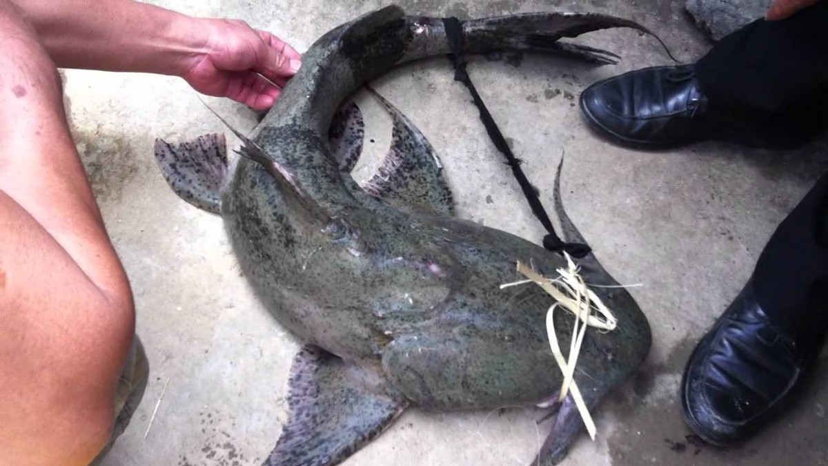 Dinh dưỡng của thịt cá chiên cao ngang ngửa với thịt cá trắm đen và cá hồi. (Ảnh Ytimg)