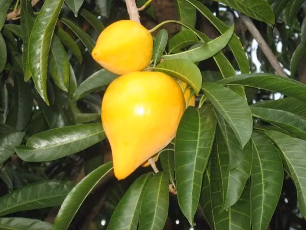 Ngoài ra, nó còn giúp ngăn ngừa các bệnh tim mạch và béo phì, hạn chế các cơn nhồi máu cơ tim, tăng hiệu quả của hệ miễn nhiễm và tăng lực rất tốt. (Nguồn Photobucket)