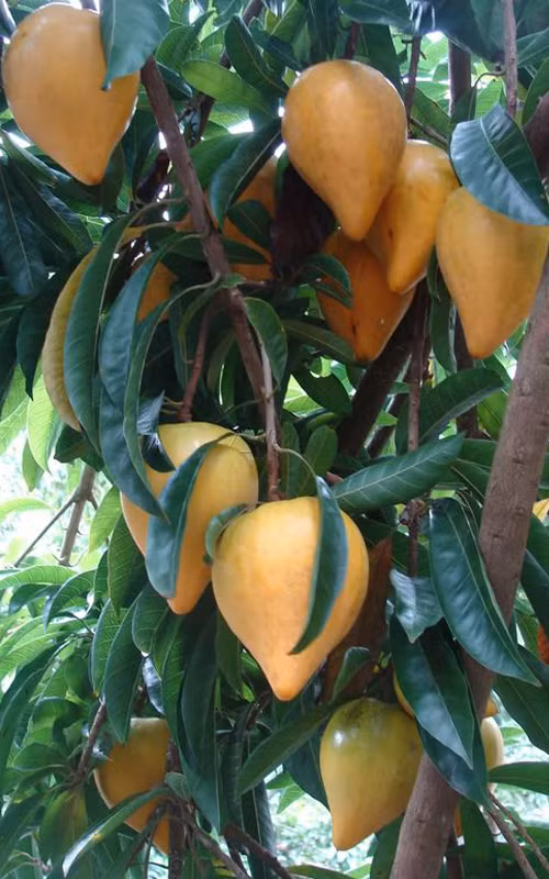 Quả lê ki ma giúp tăng tỷ lệ hồng cầu trong máu, kích thích hoạt động của hệ thần kinh, chống trầm cảm, giảm cholesterol và triglecirid trong máu. (Nguồn Vanhoamientay)