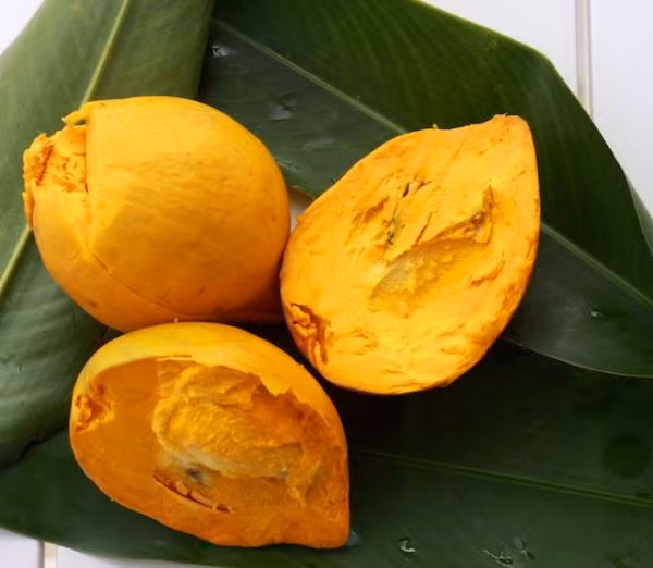 Khi chín, quả lê ki ma có màu sắc và hương vị giống lòng đỏ trứng gà khi đã luộc chín. Loại cây ăn quả này có nguồn gốc từ vùng núi Andes ở Nam Mỹ. (Nguồn Mevacon)