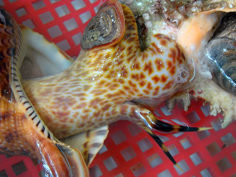 Ốc hoàng hậu có vỏ dày với màu sắc đẹp mắt, miệng to và kích thước lớn, trung bình nặng từ 1kg - 2kg/con, nhưng có con nặng tới 4kg - 5kg. (Ảnh Staticflickr)