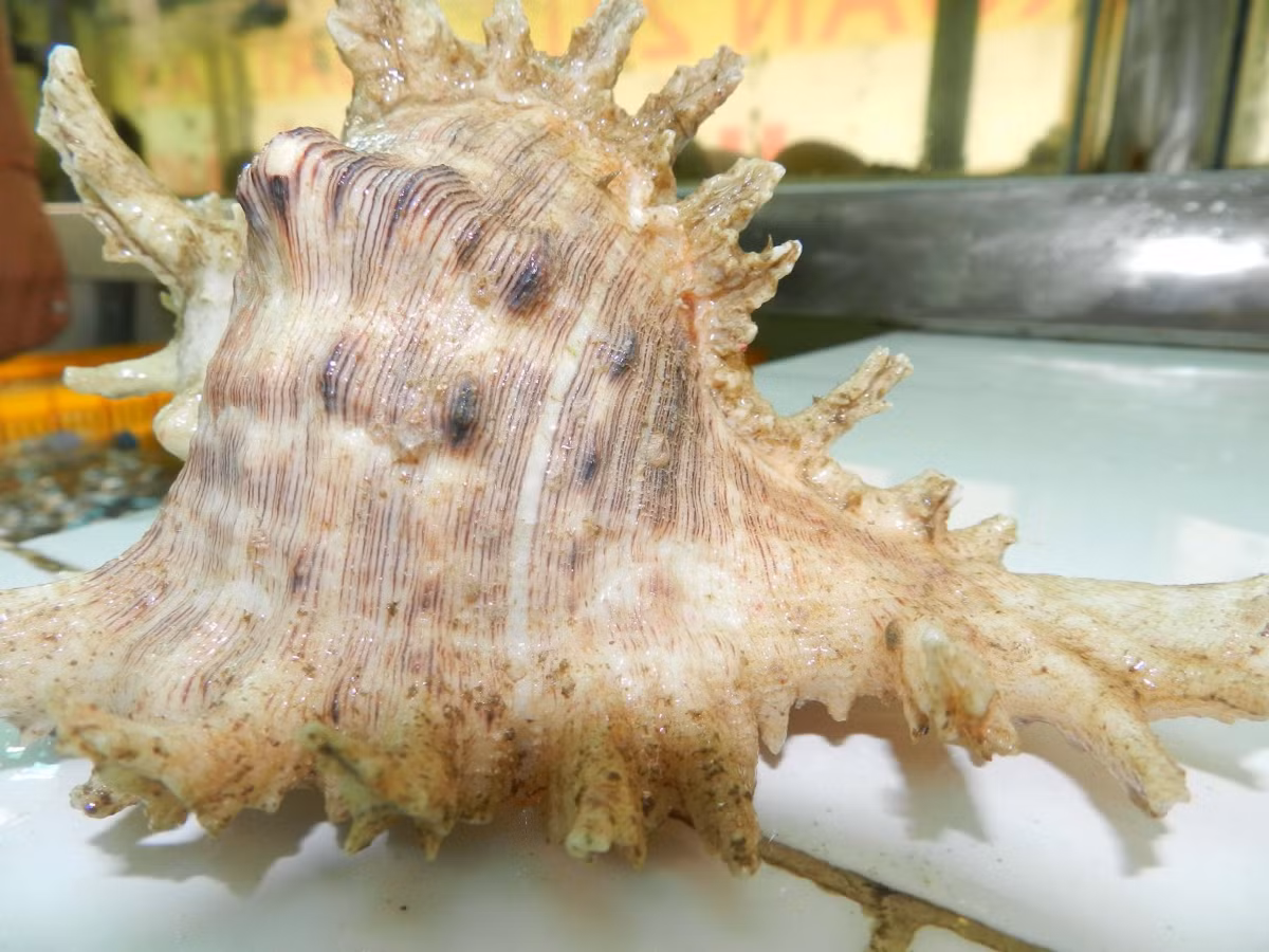 Thời điểm thuận lợi nhất để bắt ốc sư tử là khi thủy triều lên ngang hông, lúc đó ốc sẽ trôi dạt lên bờ và việc đánh bắt sẽ dễ dàng hơn. (Ảnh Haisantuoisachbienhoa)