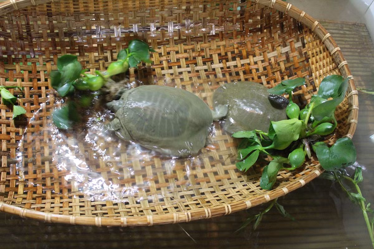 Ba ba con đã biết tìm mồi ăn ngay sau khi nở chỉ một vài giờ. (Ảnh Baba)