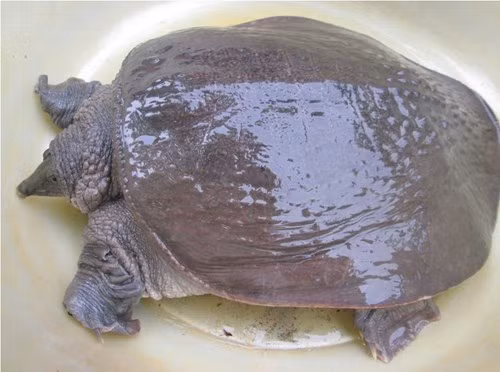 Ở nước ta có ba loại ba ba thường gặp là: ba ba gai, ba ba trơn và ba ba Nam bộ. (Ảnh Tepbac)