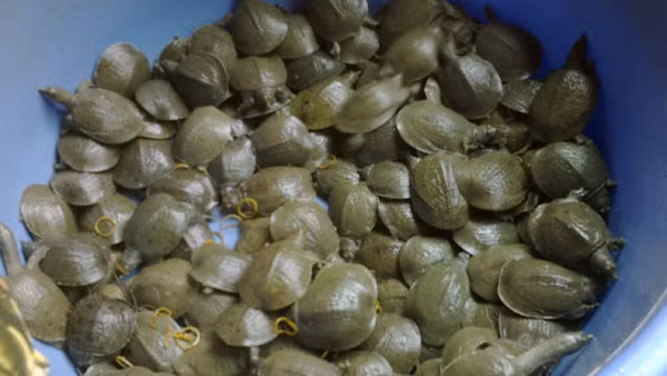 Ba ba sống ở các vùng nước ngọt, phân bố ở châu Đại Dương, Đông Nam Á, Bắc Mỹ, châu Phi và Đông Ấn. Có một số loài ba ba có thể sống ở môi trường nước lợ. (Ảnh Nuoibaba)