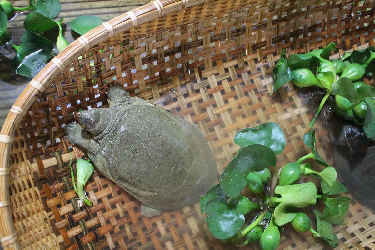 Ba ba đẻ trứng trên cạn, mỗi lứa đẻ từ 10 - 15 quả trứng. Cuối xuân và đầu thu là mùa sinh sản chính của ba ba. (Ảnh Baba)