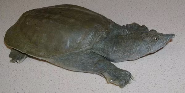 Trong đó, ba ba trơn sống chủ yếu ở vùng nước ngọt thuộc đồng bằng sông Hồng. Ba ba gai tập trung chủ yếu ở sông, suối, đầm hồ, miền núi phía Bắc, còn ba ba Nam bộ phân bố tự nhiên ở vùng Tây Nguyên, Đông và Tây Nam bộ. (Ảnh Kythuatnuoitrong) 