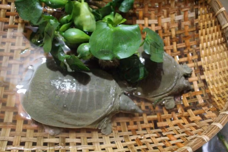  Ba ba là loài bò sát có độ dài thân có thể lên tới 1m, vỏ phủ một lượt da mềm, hô hấp phụ bằng da, cổ con vật có thể vươn dài ra hoặc thụt sâu vào trong mai. (Ảnh Nuoibaba)