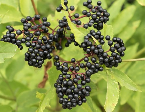 Tuy nhiên, trong quả cây cơm cháy chứa độc chất có thể gây tổn thương dạ dày. Ảnh Hellobacsi.