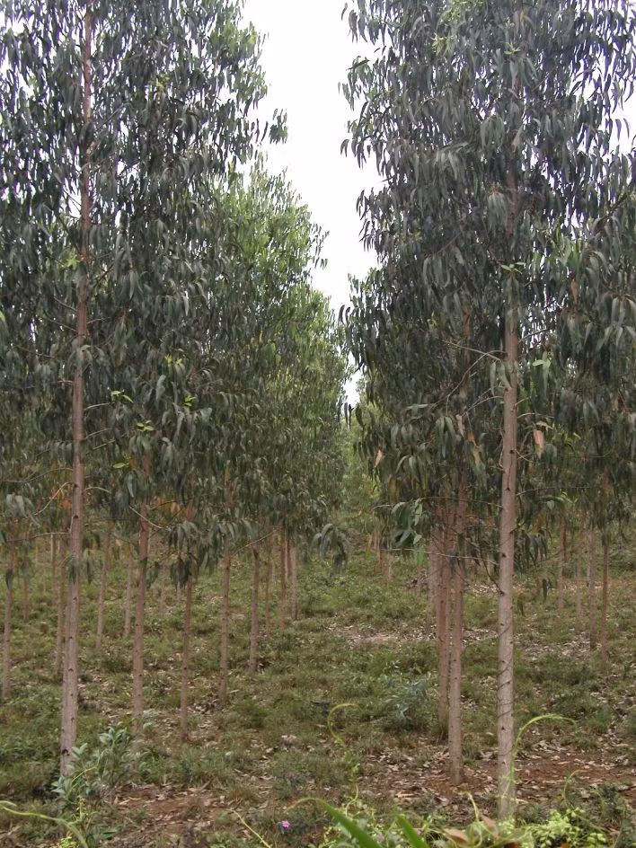 Australia là nước có số loài cây bạch đàn lớn nhất thế giới. Đây cũng được xem là loài cây biểu tượng của đất nước này. (Nguồn Tuvannongnghiep) 