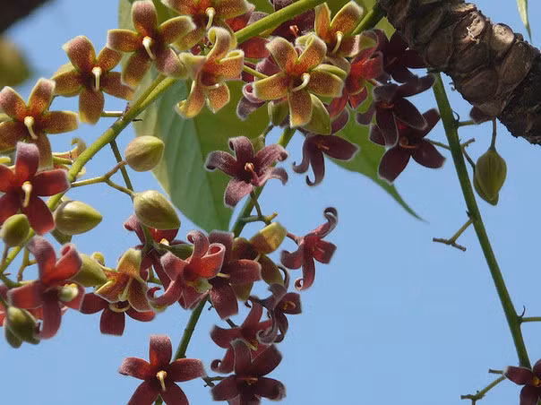 Mủ trôm hay nhựa trôm tiết ra từ cây trôm có chứa nhiều khoáng chất như canxi và ma-giê, ngoài ra còn chứa nhiều chất xơ. (Nguồn Cinet)