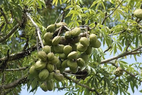 Vì vậy, mủ trôm được sử dụng làm thức uống giải khát có tác dụng giải độc và tránh táo bón. (Nguồn Kyluc)