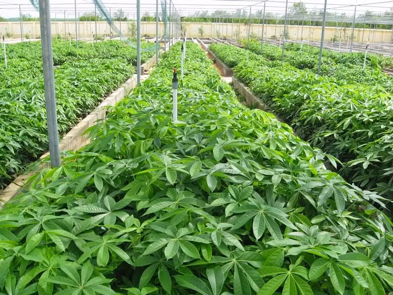 Cây trôm rất phù hợp trên vùng đất đồi, núi đất khô hạn. Hiện nay, ở nước ta có khoảng 25 loài cây trôm khác nhau như: trôm quạt, trôm thon,...(Nguồn Blogspot)