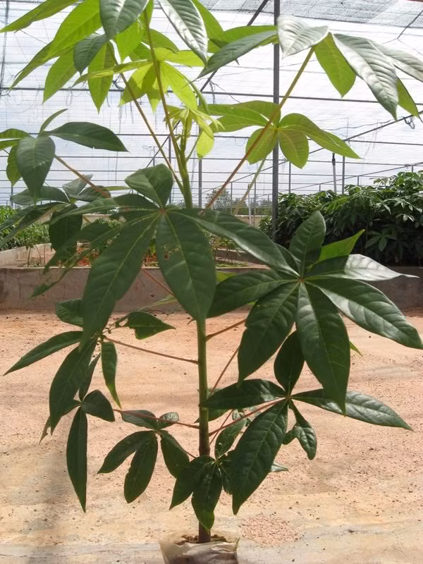 Ở Việt Nam, cây trôm phân bố ở các tỉnh như Ninh Thuận, Lâm Đồng, Kontum,...(Nguồn Blogspot)