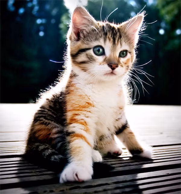 Mèo tam thể có bộ lông cơ bản mang ba màu, thường là các màu vàng/nâu vàng/đỏ, đen/nâu đen và trắng. (Nguồn Vatgia)