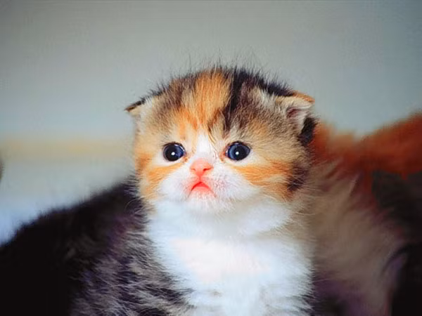 Đa số mèo tam thể là mèo cái, số lượng mèo tam thể đực rất ít nên mèo tam thể đực thường được rao bán với giá rất cao. (Nguồn Blogspot)