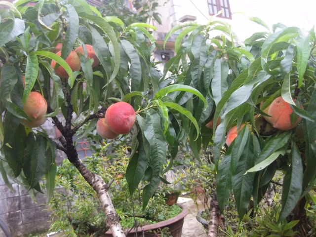 Ngoài được ăn như một loại trái cây tráng miệng, quả đào còn được ngâm với đường làm thành trà đào, được dùng trong nấu ăn hay chế biến các món ăn dặm cho trẻ nhỏ. (Nguồn Psapa)