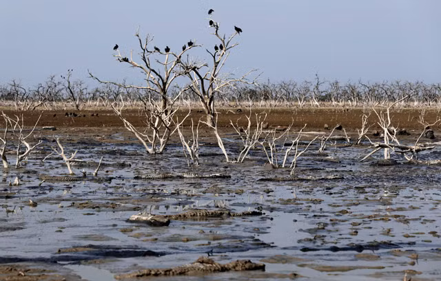  Argentina/Paraguay: Hai quốc gia này phải gánh chịu đợt hạn hán nghiêm trọng nhất trong vòng hai thập kỷ qua. Trong hình ảnh là những cành cây khô và cá sấu chết khô trên sông biên giới giữa hai nước. 
