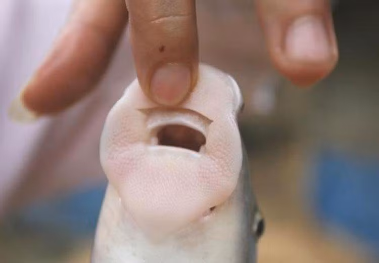 Cá anh vũ chỉ sống ở nơi nước xiết nên thịt rất săn. Đặc biệt, loài cá này có cái miệng cực khỏe để bám vào vách đá. Chúng cạo rêu đá ăn hàng này nên chiếc miệng bành ra như mõm lợn. (Nguồn Hatthocvang) 