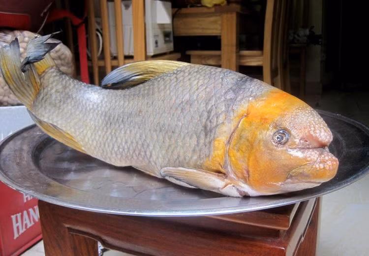 Theo những ngư dân lão luyện, miệng của cá anh vũ chính là bộ phận ngon nhất và đắt nhất của loài cá này. (Nguồn Tinmoi) 