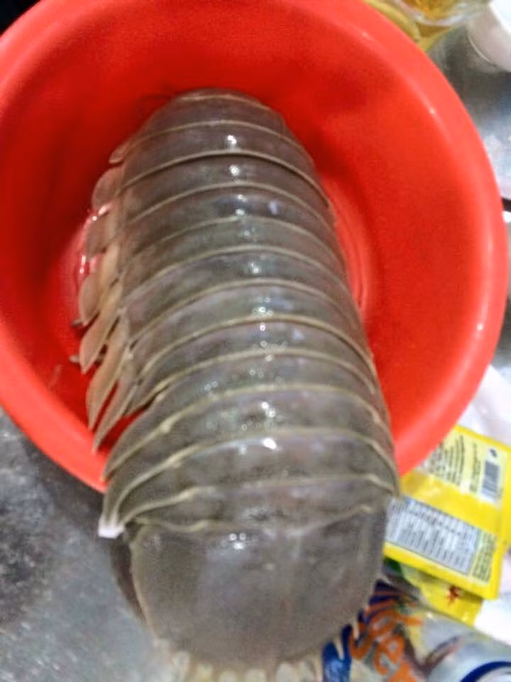 Con bọ biển chỉ có theo mùa, từ tháng 3 đến tháng 5 dương lịch. Loài động vật này được đánh bắt hoàn toàn tự nhiên tại các vùng biển ở Khánh Hòa, Phú Yên, Quảng Ngãi... (Ảnh Fbcdn)