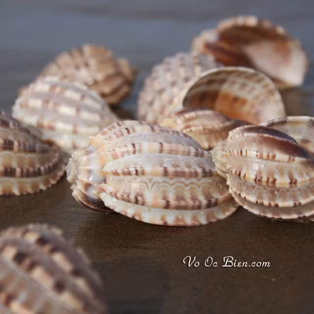 Ốc khế có thể được chế biến thành nhiều món khác nhau như ốc khế xào rau muống, ốc khế nướng mỡ hành, ốc khế xào bơ, ốc khế nướng muối ớt,...(Ảnh Voocbien)