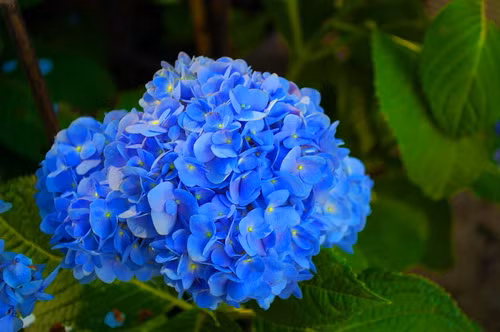  Hoa cẩm tú cầu. Cẩm tú cầu được trồng rộng rãi trong các vườn hoa, vườn cảnh viows vẻ đẹp rực rỡ. Hoa lúc đầu có màu trắng, sau biến dần thành màu lam hay màu hồng. Tất cả bộ phận của cây chứa độc tố có thể gây ngộ độc ở người khi ăn phải. 