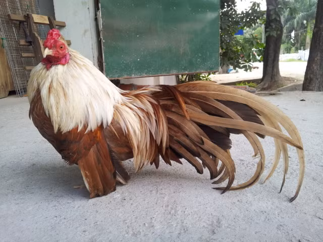 Ngoài ra, một con gà trống tre đẹp phải có thân hình phải cân đối, ngực rộng, hông to, cánh không quá dài; lông đuôi của gà phải có đủ 3 lớp là lông phủ, lông chúa và lông đỡ, cong xoè đều mọc chênh chếch, lông dài, dày có nhiều màu sắc khác nhau. (Nguồn Lamcanh)