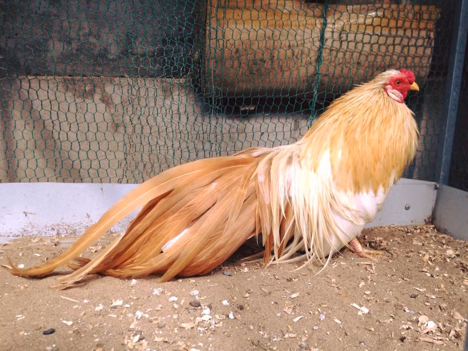 Gà tre trống có lông màu trắng, đỏ và đen, nặng từ 500g - 800g. Gà tre mái có màu lông pha giữa đen và trắng, có con có màu nâu, trọng lượng từ 400g-600g. (Nguồn Vatgia)