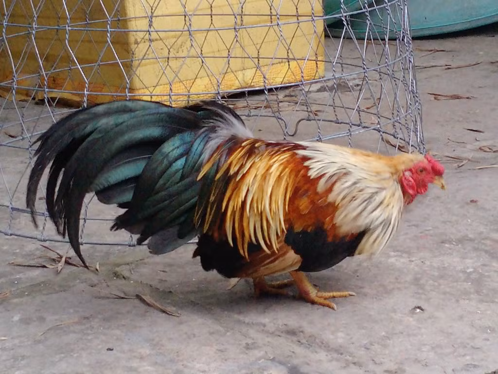 Thức ăn của gà tre chủ yếu là thóc, cám ngô, cám gạo, các loại rau xanh, giun đất…(Nguồn Photobucket)