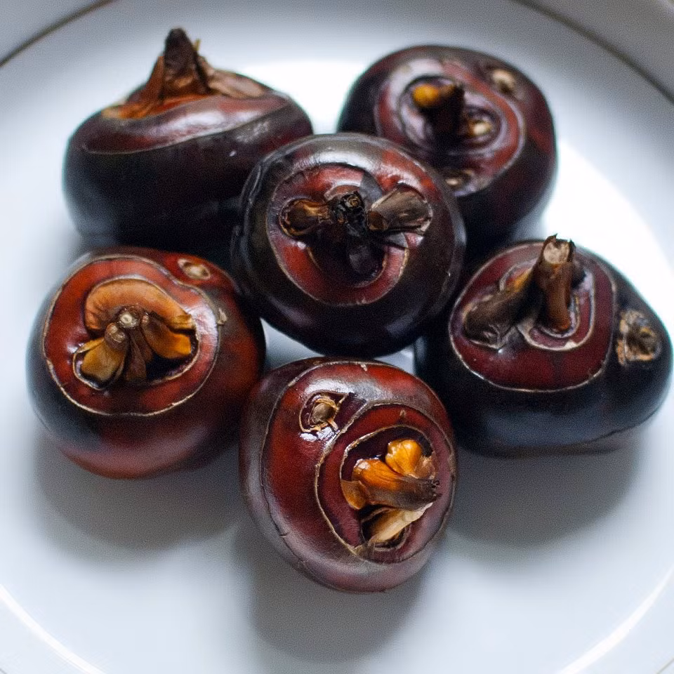 Cây mã thầy rất dễ trồng, phát triển nhanh, khoảng 200 -240 ngày là cho thu hoạch. Cây được thu hái và sử dụng như một loại rau ăn sống hoặc chế biến nhiều món ăn tại Việt Nam. (Nguồn Diadiemanuong)