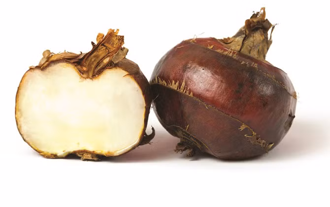 Củ mã thầy có tính lạnh nên không thích hợp với những người có thể chất hoặc bệnh lý thuộc thể hư hàn. (Nguồn Emdep)