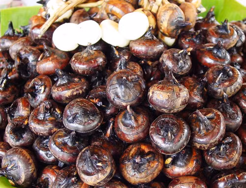 Ngoài ra, củ mã thầy còn giúp ngừa bệnh tim mạch, tốt cho hệ tiêu hóa, kháng khuẩn, giúp tăng cường sức khỏe tuyến giáp, giải rượu, thanh nhiệt, giải khát rất tốt. (Nguồn Soha)