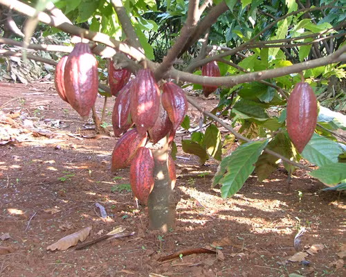  Cây ca cao có nguồn gốc từ Trung Mĩ và Mexico. Ngày nay, loài cây này có thể được trồng ở hầu hết những nước nhiệt đới. (Nguồn Trongduccacao)