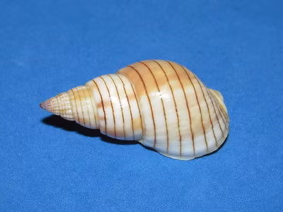 Ở Việt Nam đã ghi nhận một số trường hợp tử vong do ăn phải ốc bùn bóng có độc. (Nguồn Picclickimg) 