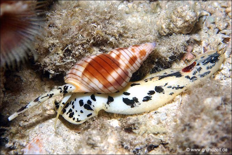 Nạn nhân ăn phải ốc bùn bóng sẽ có triệu chứng ngộ độc như tê, rát bỏng ở môi, buồn nôn, khó thở. Nếu không được cấp cứu kịp thời, nạn nhân sẽ tử vong chỉ sau 30 phút - 8 tiếng. (Nguồn Grundzeit) 