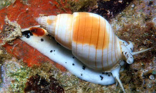 Ốc bùn bóng thường sinh sống ở đáy biển ven bờ Việt Nam. (Nguồn Underwaterkwaj)