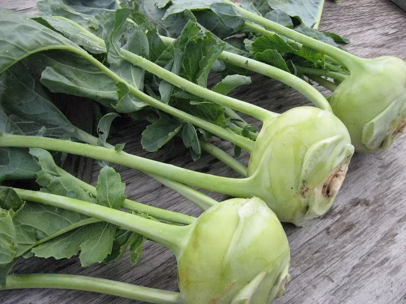  Củ su hào được coi là thần dược của mùa đông với nhiều chất dinh dưỡng như protein, lipid, carbohydrate, chất xơ, canxi, sắt, phospho, kali, natri, đồng, magne, kẽm, selen; vitamin A, B1, B2, B6, C, D, E, biotin, K, P, caroten,...