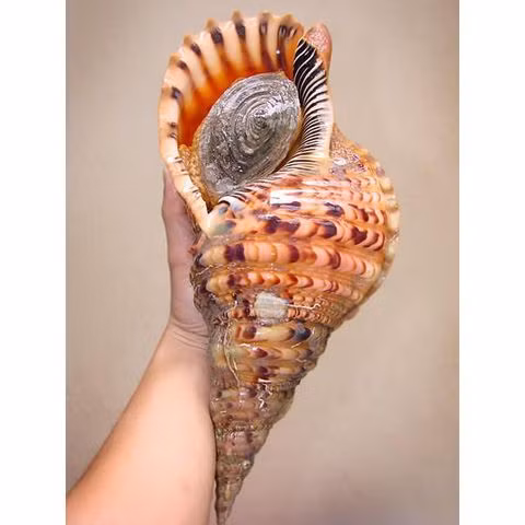  Ốc tù và có kích thước lớn, dạng kèn, vỏ màu kem với nhiều vân màu nâu nhạt và đậm. Loài ốc này thường xuất hiện ở Việt Nam, khu vực Ấn Độ Dương và Thái Bình Dương. (Ảnh Anngonnhatrang) 