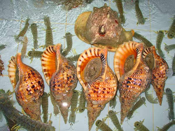 Thức ăn của ốc tù và là sao biển gai. Vì vậy, loài ốc này có ý nghĩa sinh học trong việc bảo vệ các rạn san hô. (Ảnh Anngonnhatrang)