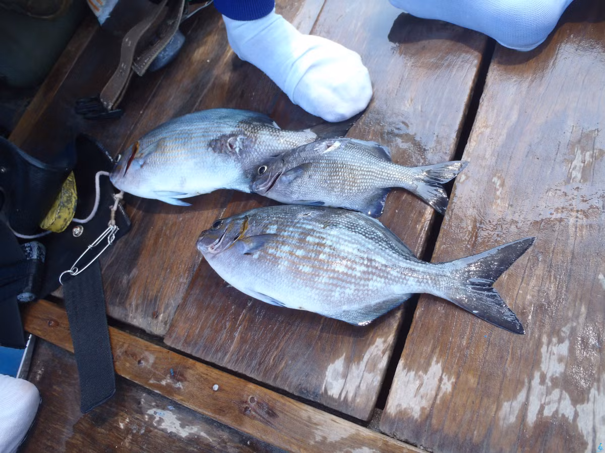 Có lẽ do bản tính tinh ranh như vậy mà ngư dân địa phương mới gọi loài cá này bằng cái tên cá tà ma. (Nguồn 4so9)