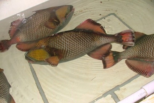 Cá bò giáp có bề ngoài xấu xí nhưng thịt của nó dai như thịt gà và ăn ngon như bò. Đặc biệt, lớp da xấu xí kia khi chiên giòn lên ăn cũng rất ngon. (Ảnh Haisansachphanthiet)