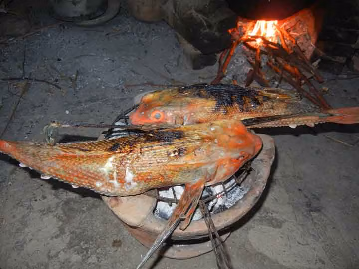 Cá tắc kè sống ở vùng biển sâu và khá xa bờ. Do vậy, chỉ khi tới mùa mới thấy loài cá này xuất hiện nhiều ở các chợ hay cửa hàng hải sản. (Ảnh Dacsannanggio)