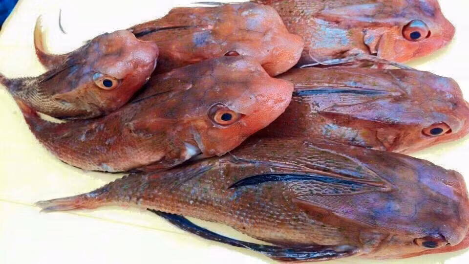 Thịt cá tắc kè rất dai và thơm nên rất được ưa chuộng trong các nhà hàng, quán nhậu. (Ảnh Haisantuoisachbienhoa)