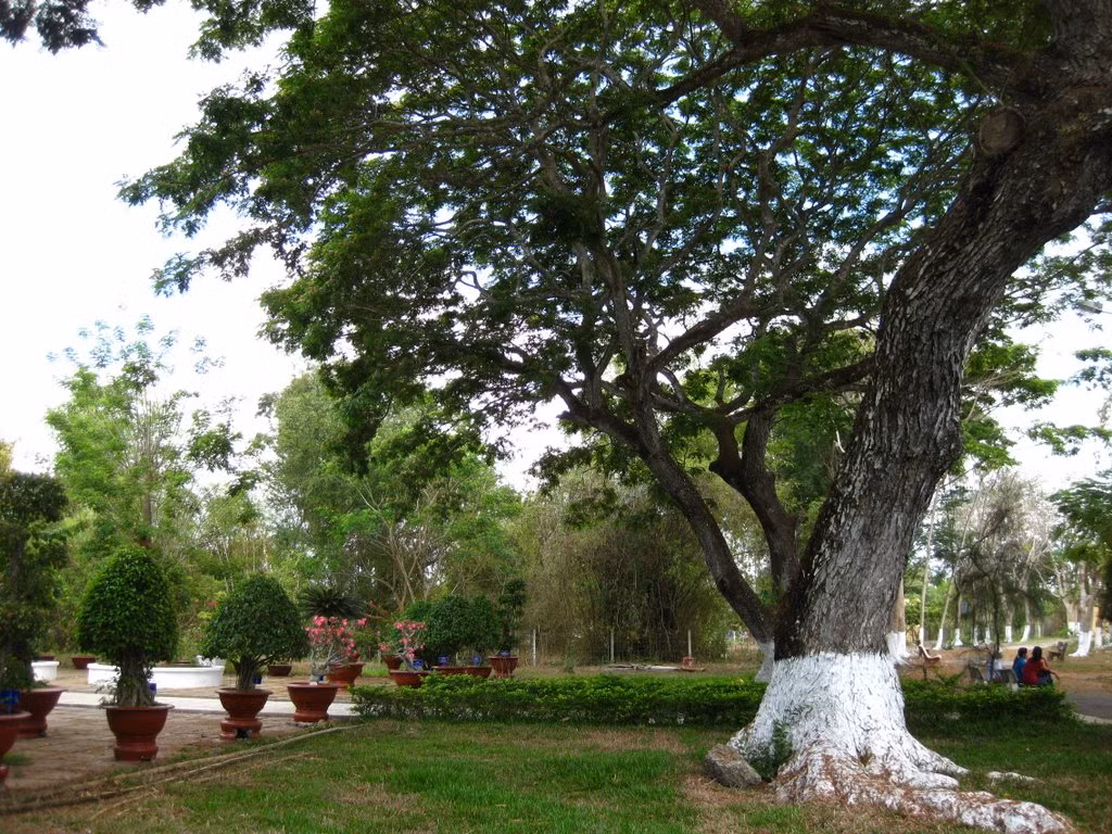 Quả sồi phảng tròn, thuôn như quả cau. Khi chín, quả có màu nâu nhạt. Quả sồi phảng dễ bị sâu đục ăn hại. (Nguồn Panoramio)