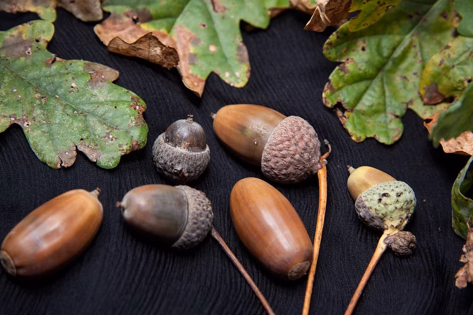 Cây sồi phảng thường sống cùng với các loài cây lá rộng khác như trâm, chẹo, trám, xoan đào, lim xanh…(Nguồn Pixabay)