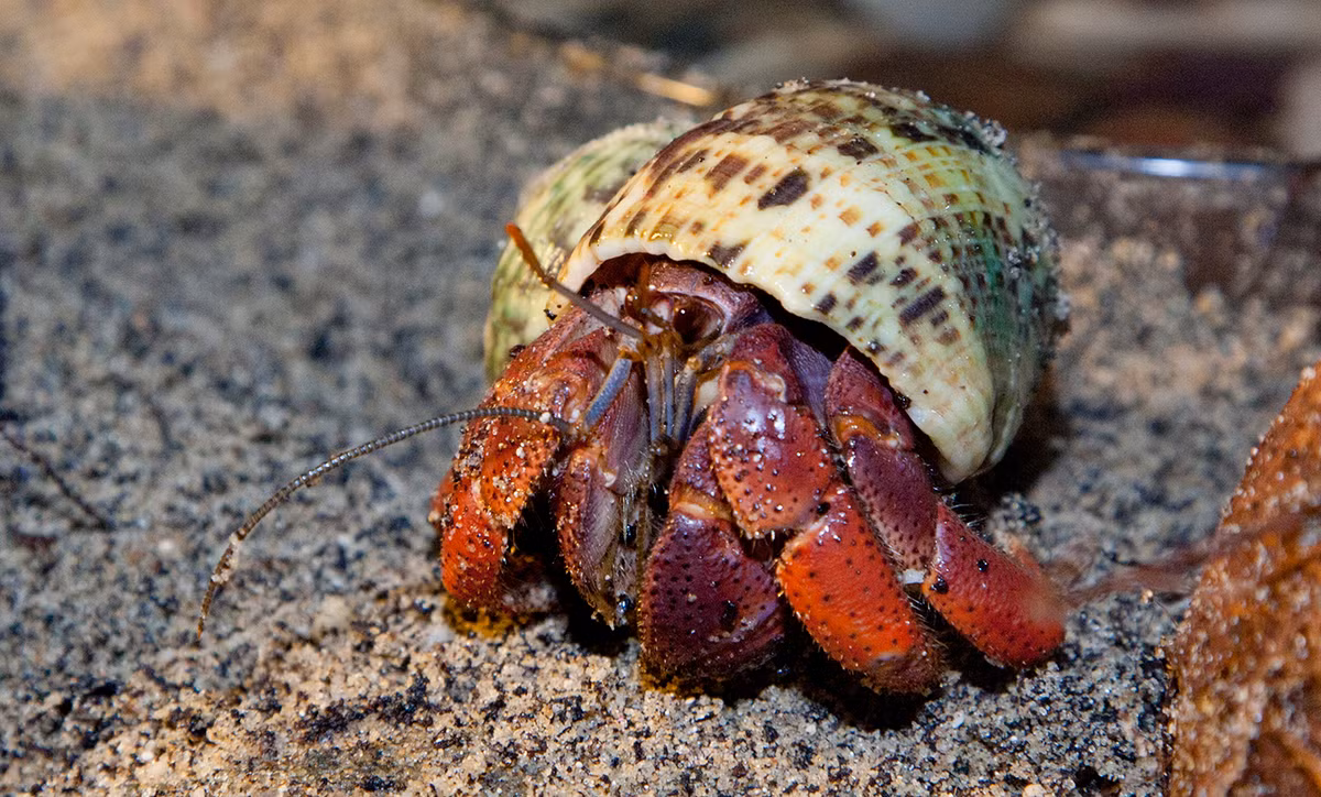 Gọi là ốc mượn hồn nhưng thực chất đây là một loại tôm với những cái chân và càng dài lêu nghêu. (Ảnh Nationalzoo)